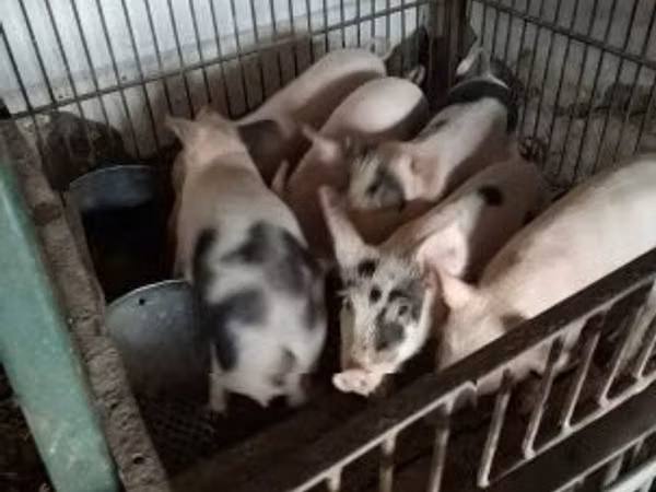 Свиньи (партия, пол не указан), Свиньи