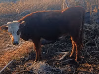 نعجة, Tian-Shan semifinewool sheep — الصورة 2