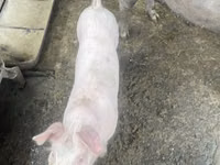 Boar — photo 2