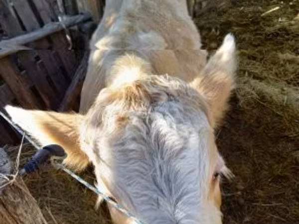 Cow, Simmental cattle