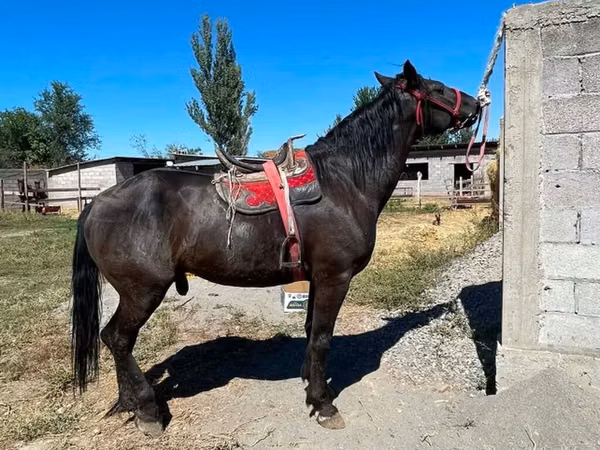 Farasi dume, Karabair horse