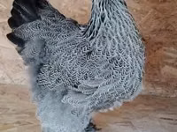 Brahma — photo 1