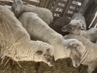 نعجة, Blackheaded Persian sheep — الصورة 6