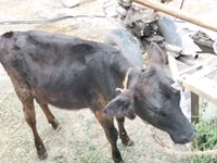 गाय, मवेशी — फ़ोटो 1