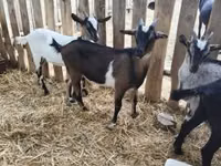 बकरा, बकरियाँ — फ़ोटो 5