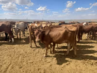 Vaca, Vaca de estepa roja — foto 3
