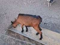Goat, Alpine goat — photo 6