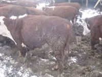 गाय, गोलस्टीन नस्ल — फ़ोटो 1