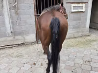 Mare, Thoroughbred horse — photo 5