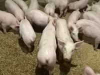 Pigs (batch, sex not specified) — photo 1