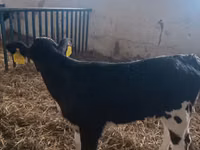 Cow, Simmental cattle — photo 3