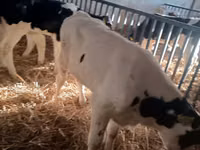公牛, Russian Black pied cattle — 照片 2
