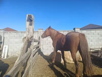 Farasi jike, Kazakh horse — picha 1