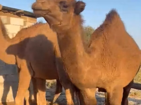 公骆驼, Arvana camel