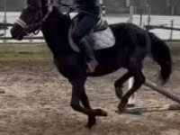 公马, Hungarian horse breed — 照片 5