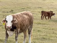 Cow, Braford — photo 6