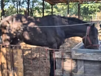 Horse (M), Horses — photo 1