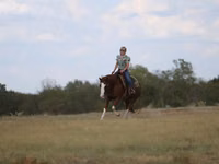 Hengst, Quarter Horse — Foto 5