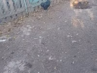 Ayam Cemani — Foto 7