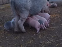 Pigs (batch, sex not specified) — photo 4