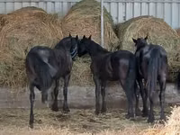 घोड़ा, Dutch warmblood horse — फ़ोटो 5