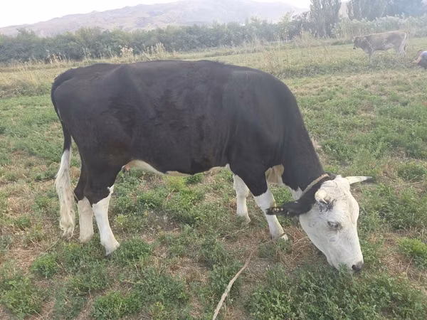 Vaca, Aberdeen-Angus