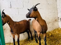 母山羊, Italian Alpine goat — 照片 2