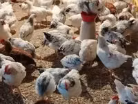 Chickens — Foto 1