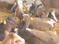 Cattle (batch, sex not specified), Cattle — photo 5