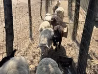 Ido, Merino sheep — sawirka 2
