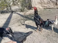 Chickens — फ़ोटो 8
