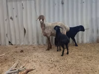 Oveja, Arashan sheep — foto 1