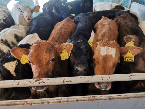 Bull, Cattle