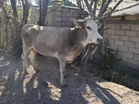 Cow, Simmental cattle — photo 7