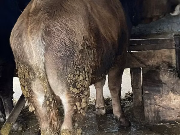 Bull, Cattle