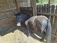 Caballo, Caballos — foto 2