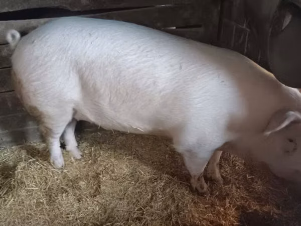 Boar, Pigs