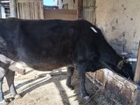 Cow, Latvian Blue cattle — photo 2