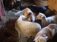 母羊, Cameroon sheep — 照片 1