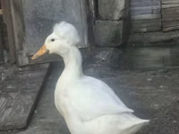 冠羽 — 照片 1