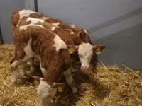 Toro, Simmental cattle — foto 4