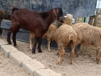 Cabro, Damask goat — foto 4