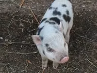 Boar — photo 2