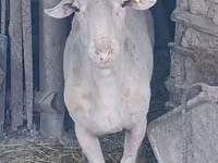 Ram, Assaf sheep — photo 4