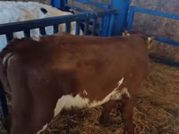 Bull, Simmental cattle — photo 3
