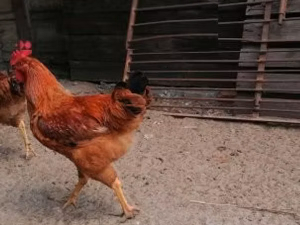 萨塞克斯