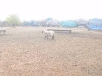Wad, Shroshire sheep — sawirka 5