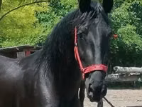 घोड़ी, Friesian — फ़ोटो 2
