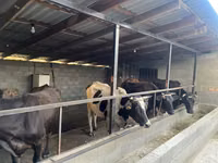 Cow, Russian Black pied cattle — photo 2