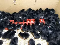 Australorp — Foto 1